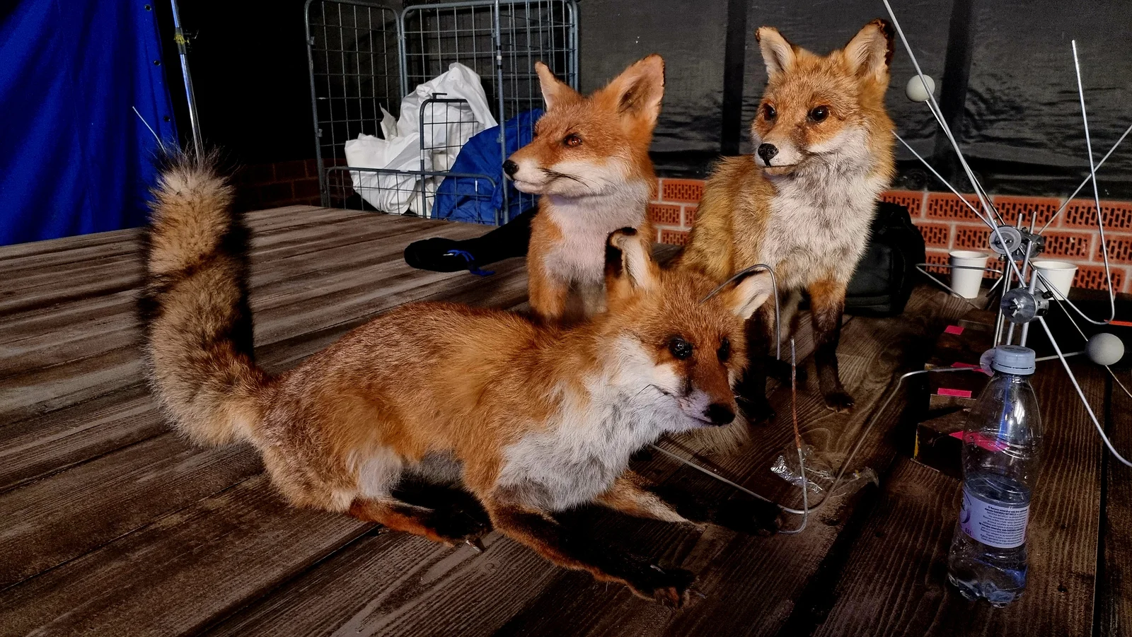 Taxidermy foxes posed on set ready for scanning