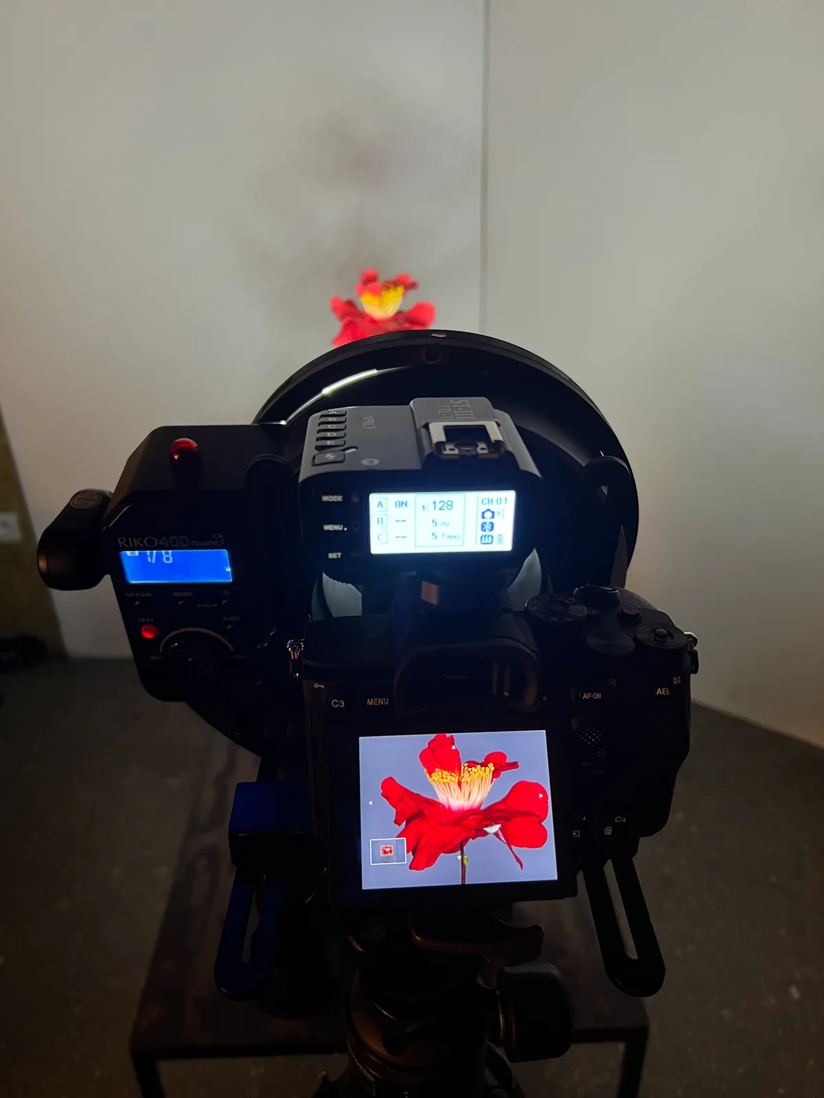 Camera framed on the camellia flower during capture