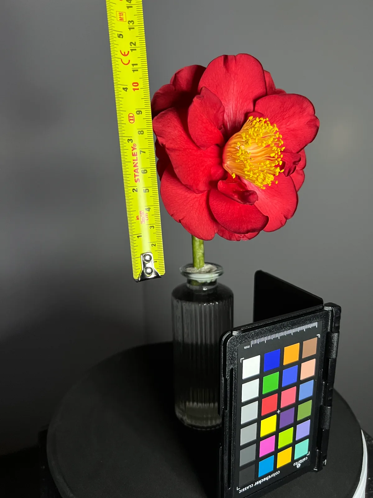 The camellia with a tape measure and colour chart for reference